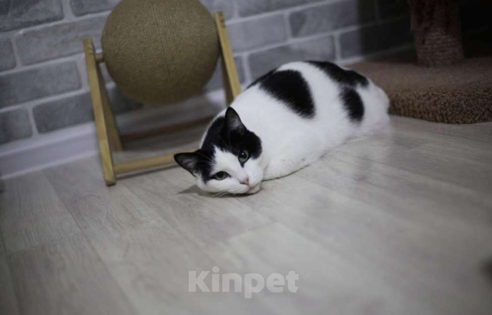 Кошки в Санкт-Петербурге: Рэй из приюта Мальчик, Бесплатно - фото 2