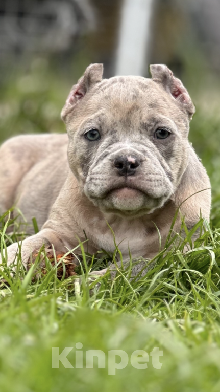 Собаки в Москве: Щенки Американского булли Мальчик, Бесплатно - фото 3
