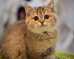 Кошки в Клине: Яша Мальчик, 27 000 руб. - фото 1