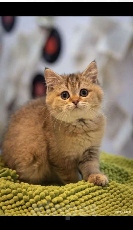 Кошки в Клине: Яша Мальчик, 27 000 руб. - фото 1
