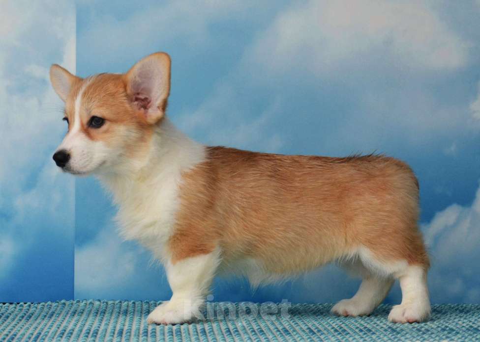 Собаки в Ногинске: Вельш корги пемброк Девочка, 35 000 руб. - фото 2