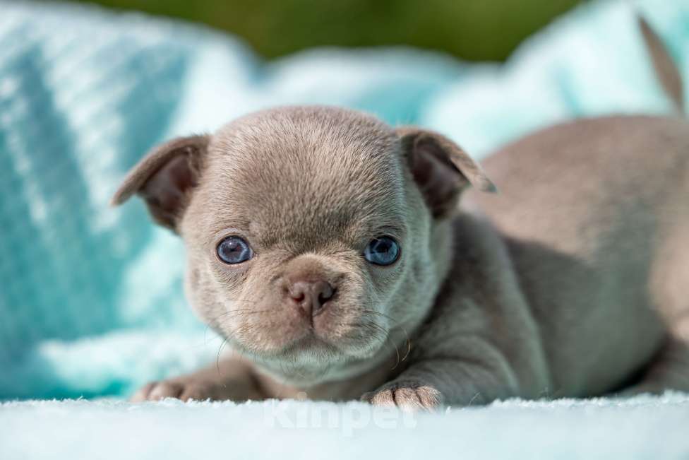 Собаки в Ижевске: Арчи Мальчик, 65 000 руб. - фото 7