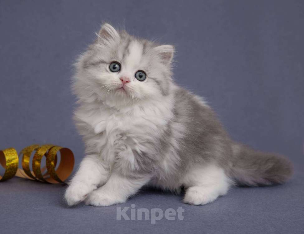 Кошки в Магнитогорске: Продам Шотландских котят 1.5 месяца Мальчик, 5 500 руб. - фото 3