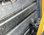 Кошки в Камызяке: Котята в дар, 100 руб. - фото 2