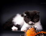 Кошки в Самаре: Продажа котят породы экзотическая короткошерстная , 35 000 руб. - фото 3