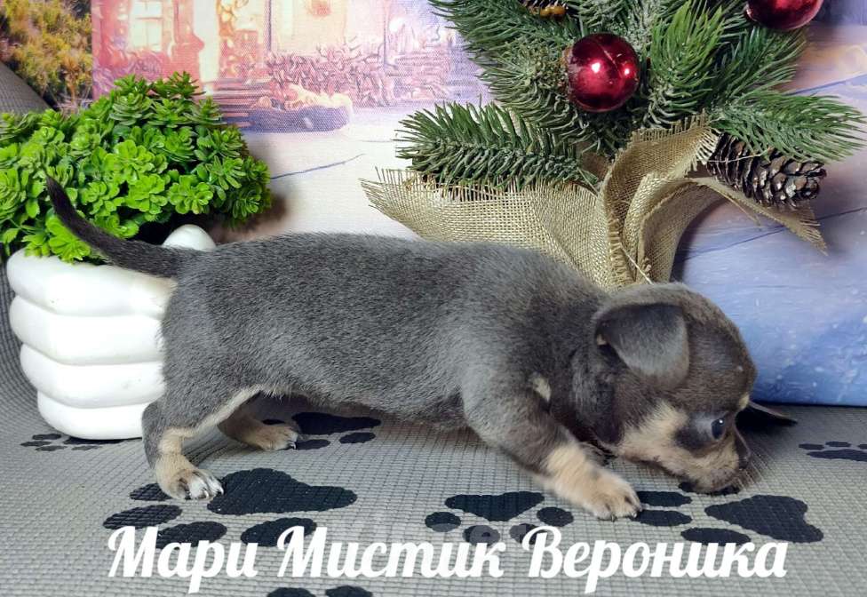 Собаки в Санкт-Петербурге: Вероника чихуахуа голубого с подпалом окраса Девочка, 50 000 руб. - фото 2