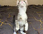 Кошки в Санкт-Петербурге: Котенок девочка Дани Девочка, Бесплатно - фото 3
