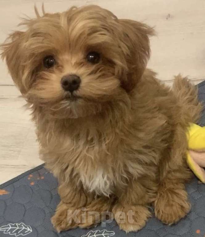 Собаки в Санкт-Петербурге: Мальтипу ф1 мальчик Мальчик, 80 000 руб. - фото 1