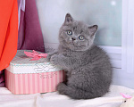 Кошки в Мурином: Британский котик голубого окраса (ген.тиккирован) Мальчик, 35 000 руб. - фото 1