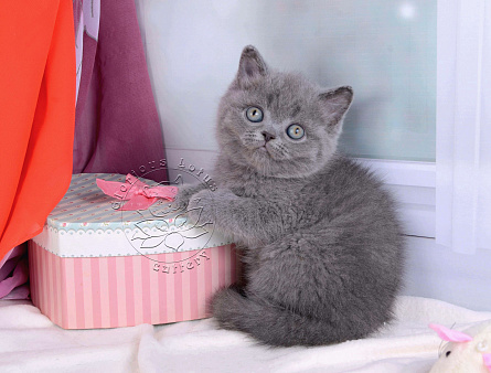 Объявление: Британский котик голубого окраса (ген.тиккирован), 35 000 руб., Мурино