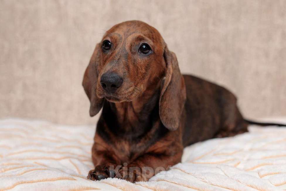 Собаки в Ельце: щенок таксы тигровый Девочка, 65 000 руб. - фото 2