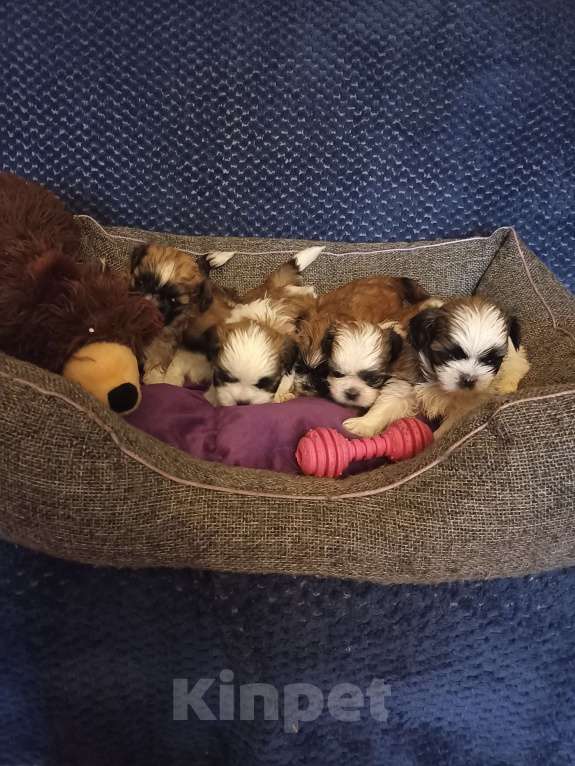 Собаки в Чехове-2: Ши-тцу Мальчик, 25 000 руб. - фото 9