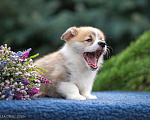 Собаки в Геленджике: Вельш корги щенок мальчик Мальчик, Бесплатно - фото 3
