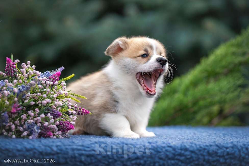 Собаки в Геленджике: Вельш корги щенок мальчик Мальчик, Бесплатно - фото 3