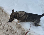 Собаки в Москве: Собака в добрые руки Девочка, Бесплатно - фото 2