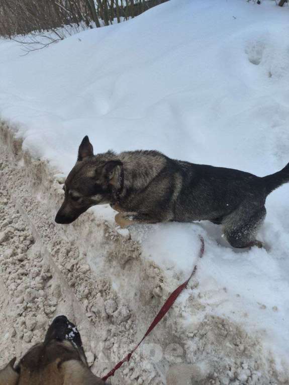 Собаки в Москве: Собака в добрые руки Девочка, Бесплатно - фото 2