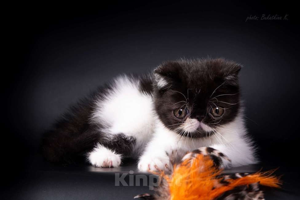 Кошки в Самаре: Продажа котят породы экзотическая короткошерстная , 35 000 руб. - фото 3