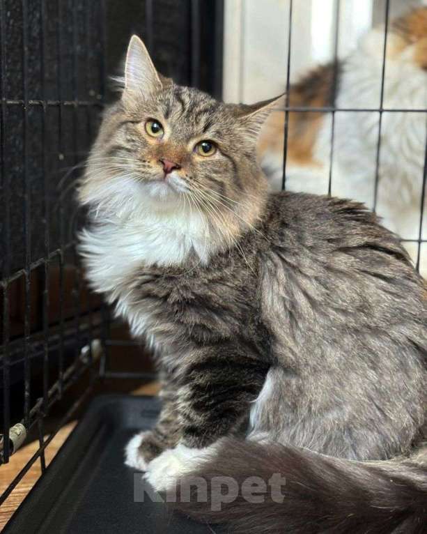 Кошки в Москве: Пушистый сибирский котенок в добрые руки Мальчик, Бесплатно - фото 2