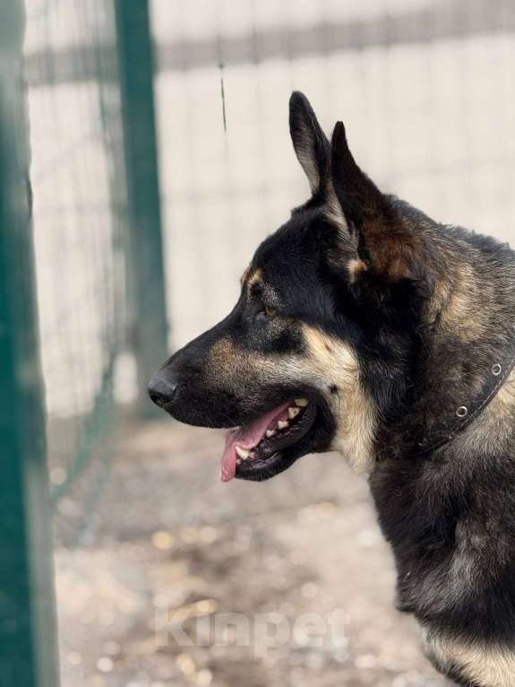 Собаки в Москве: Перчик молодой овчар Мальчик, Бесплатно - фото 2