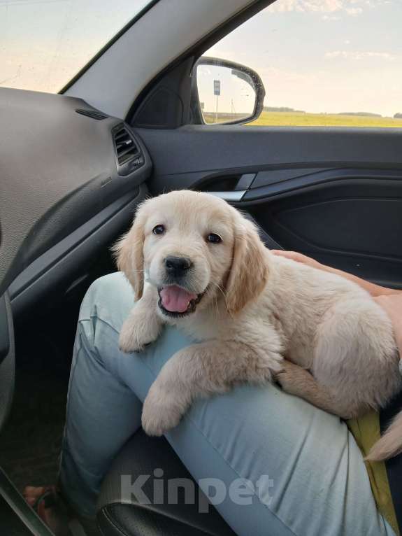 Собаки в Екатеринбурге: Щенки золотистого ретривера  Мальчик, 40 000 руб. - фото 2