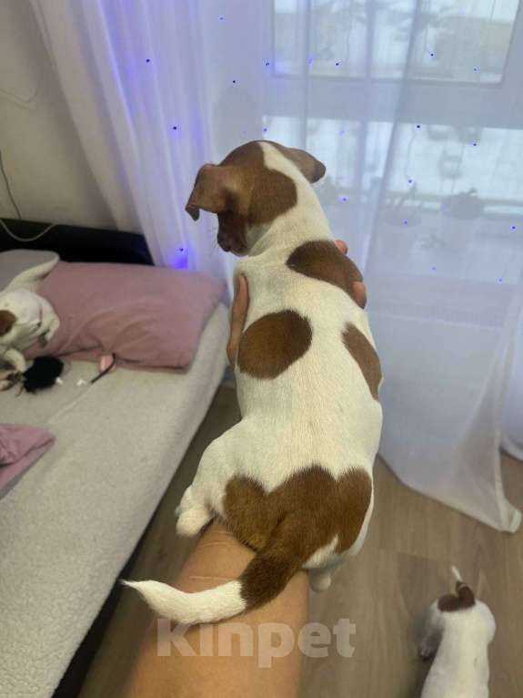 Собаки в Одинцово: Щенок Джек Рассел терьер Мальчик, 45 000 руб. - фото 5