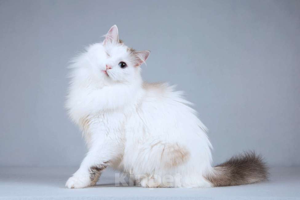 Кошки в Москве: Нежная ласковая кошечка Беатриче в добрые руки Девочка, Бесплатно - фото 1