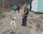 Собаки в других городах Краснодарского края: Беляш из приюта Поводог Сочи с возможностью отправки к Вам Мальчик, Бесплатно - фото 5