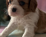 Собаки в Москве: Кавалер Кинг Чарльз спаниель мальчик и девочка Мальчик, 50 000 руб. - фото 9