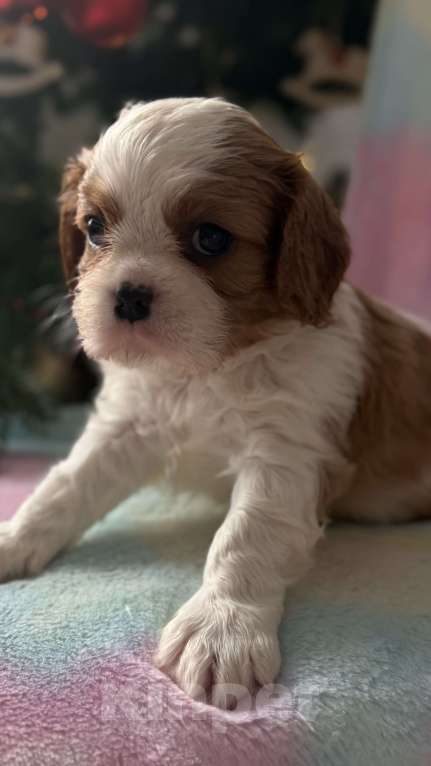 Собаки в Москве: Кавалер Кинг Чарльз спаниель мальчик и девочка Мальчик, 50 000 руб. - фото 9