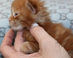 Кошки в Петропавловске-Камчатском: Котята в отличном типе Мальчик, 55 000 руб. - фото 2