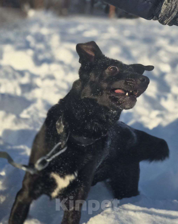Собаки в Королеве: Ищем дом и любящую семью для прекрасной Оливки! Девочка, Бесплатно - фото 7