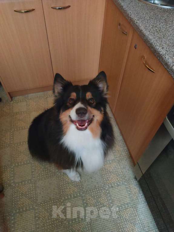 Собаки в Москве: Австралийская овчарка Фред Мальчик, Бесплатно - фото 6