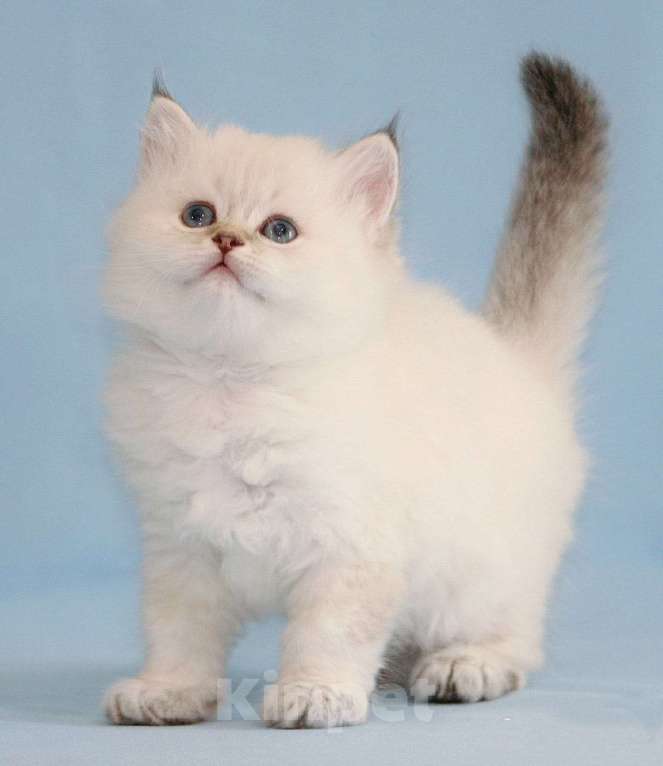 Кошки в Сарове: Шотландский котенок Мальчик, Бесплатно - фото 1