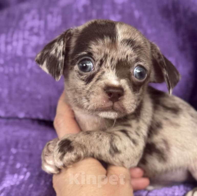 Собаки в Балашихе: Мальчик чихуахуа Мальчик, 30 000 руб. - фото 2