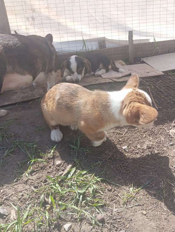 Собаки в Белгороде: Вельш-корги кардиган щенки Мальчик, 45 000 руб. - фото 7