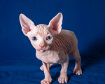Кошки в Москве: Разноглазый канадский сфинкс  Мальчик, 50 000 руб. - фото 2