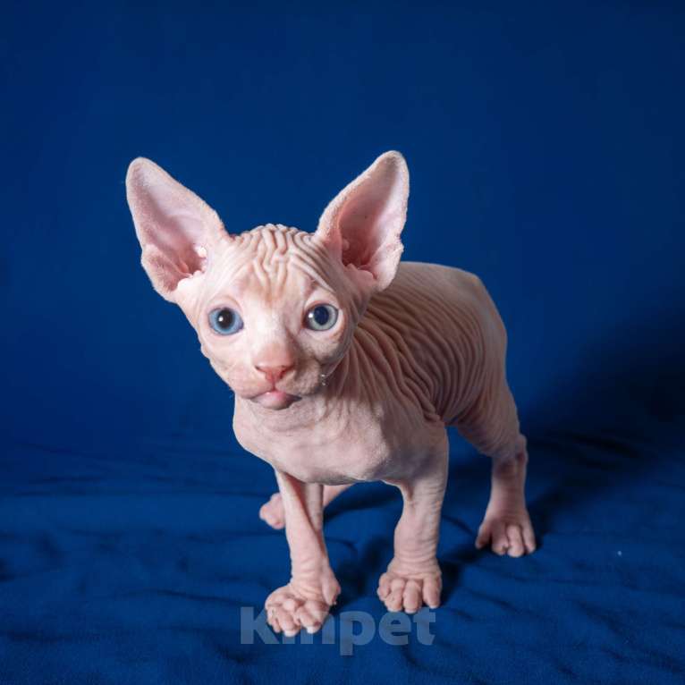 Кошки в Москве: Разноглазый канадский сфинкс  Мальчик, 50 000 руб. - фото 2