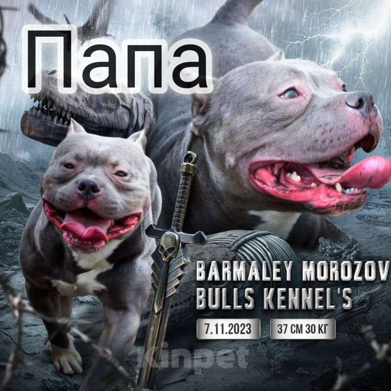 Собаки в Нижнем Новгороде: Щенок Американский Булли  Девочка, 80 000 руб. - фото 3