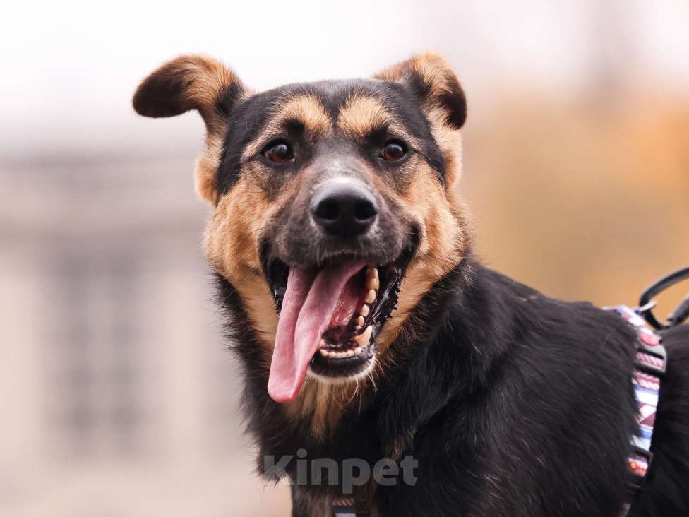 Собаки в Москве: Молодой пес в добрые руки Мальчик, Бесплатно - фото 5