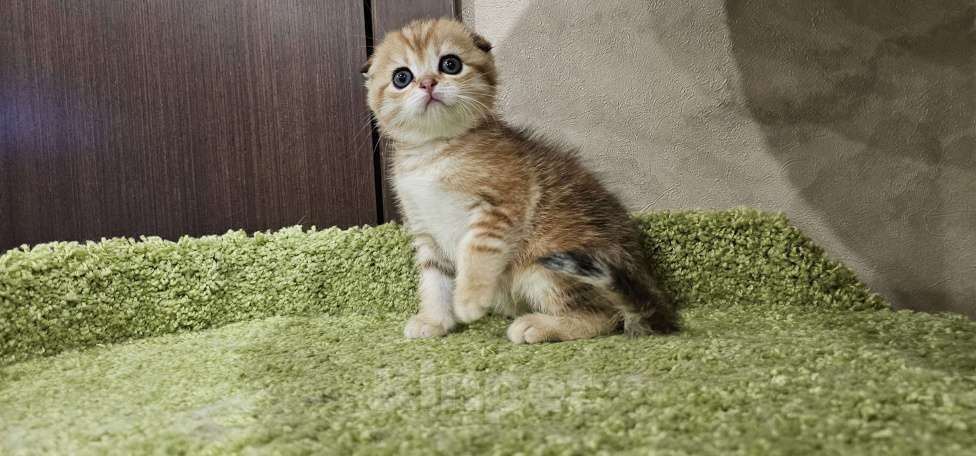 Кошки в Балашихе: Вислоухая девочка Девочка, 35 000 руб. - фото 1