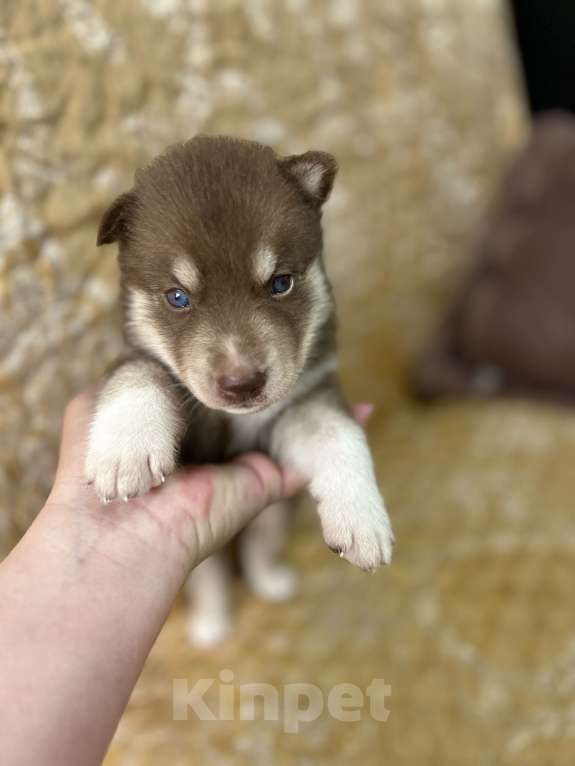 Собаки в Барнауле: Малыши сибирской хаски Мальчик, Бесплатно - фото 7