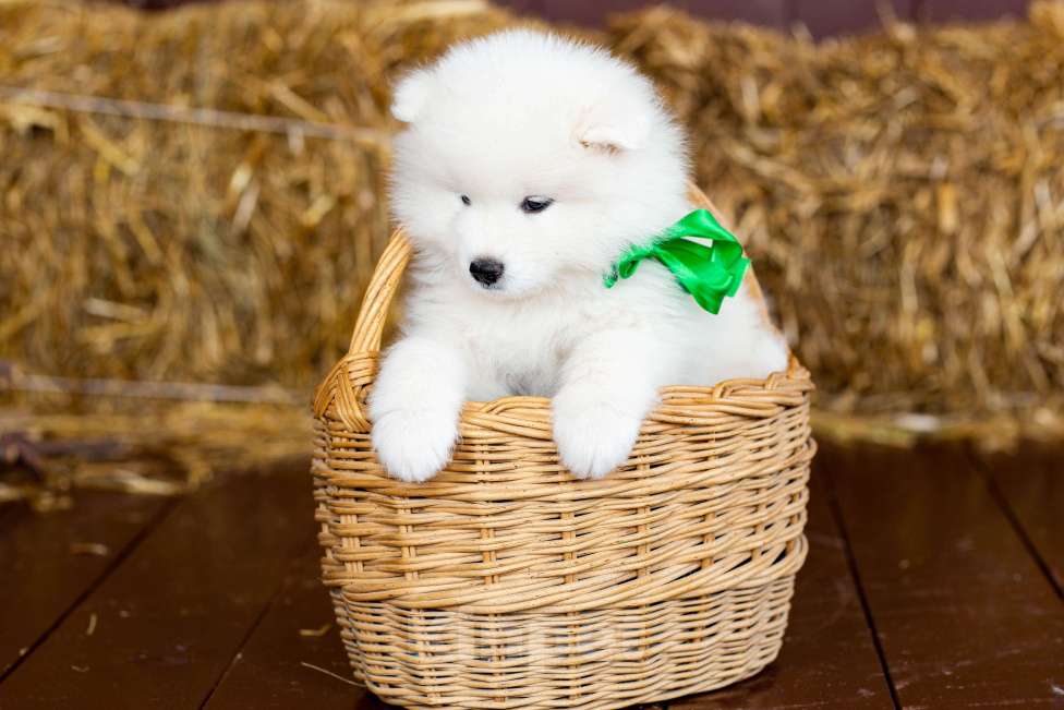 Собаки в Ижевске: Щенки самоеда Мальчик, 50 000 руб. - фото 4