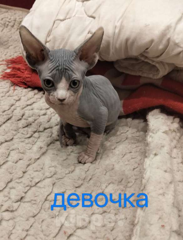 Кошки в Москве: Канадский сфинкс(котенок) Девочка, 20 000 руб. - фото 2