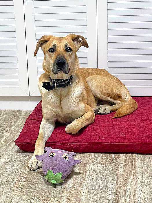 Собаки в Москве: Ваш самый лучший компаньон, домашняя собака Моника в добрые руки Девочка, 10 руб. - фото 7