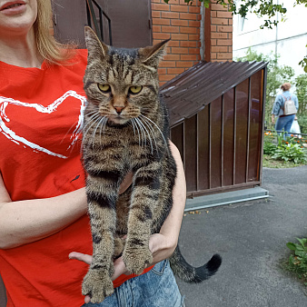 Объявление: Найден кот/кошка, Бесплатно, Санкт-Петербург