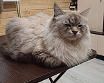 Кошки в других городах Московской области: В добрые руки Мальчик, Бесплатно - фото 6