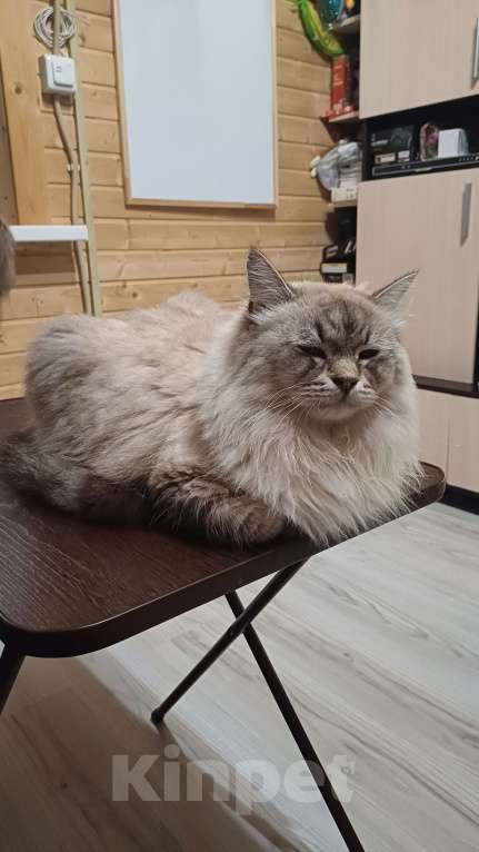 Кошки в других городах Московской области: В добрые руки Мальчик, Бесплатно - фото 6