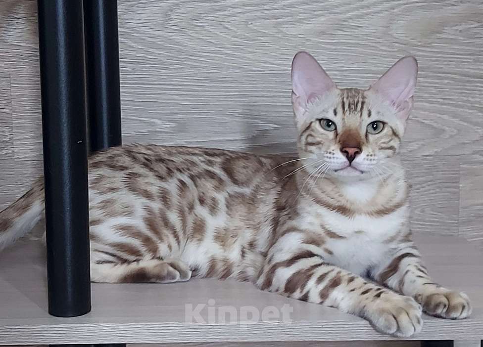 Кошки в Москве: Бенгальские котята  Мальчик, Бесплатно - фото 3