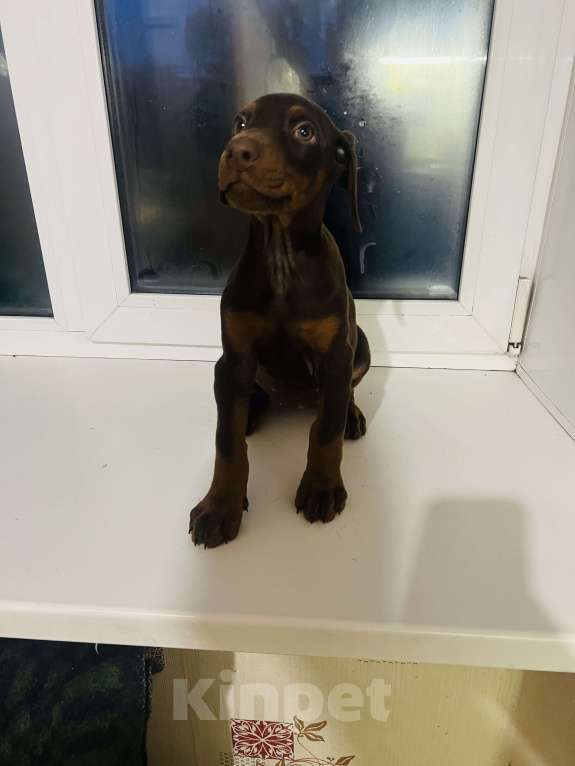 Собаки в Новоалтайске: Шоколадка Девочка, Бесплатно - фото 2