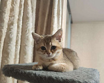 Кошки в Балашихе:  Котята Шотландская золотая шиншилла Мальчик, 10 000 руб. - фото 1